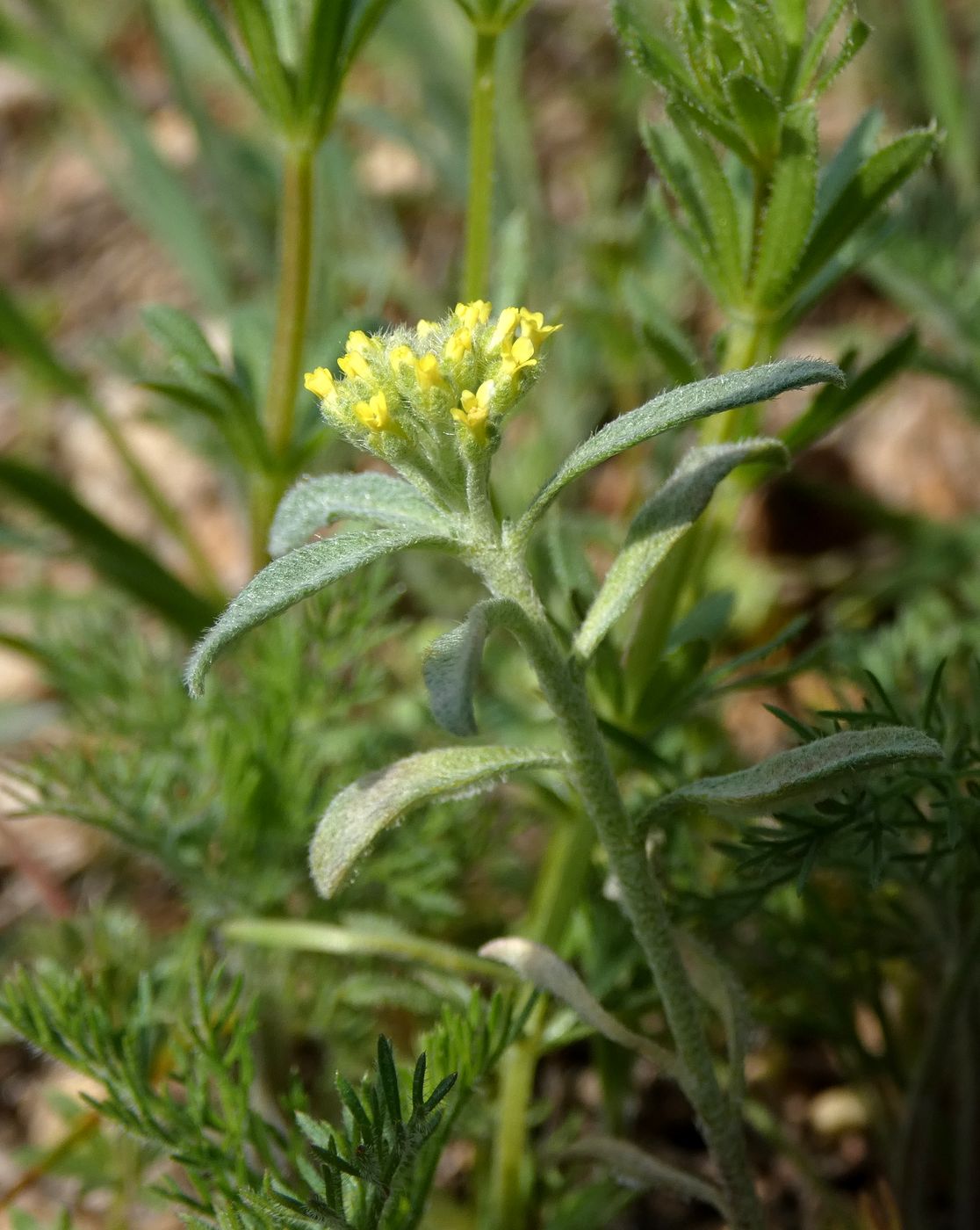 Изображение особи Alyssum turkestanicum var. desertorum.