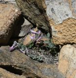 Corydalis rutifolia