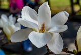 Magnolia denudata. Цветок. Краснодарский край, Сочи, Хостинский р-н, парк \"Дендрарий\", в культуре. 13.03.2025.