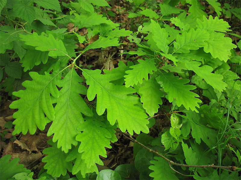 Изображение особи Quercus petraea.