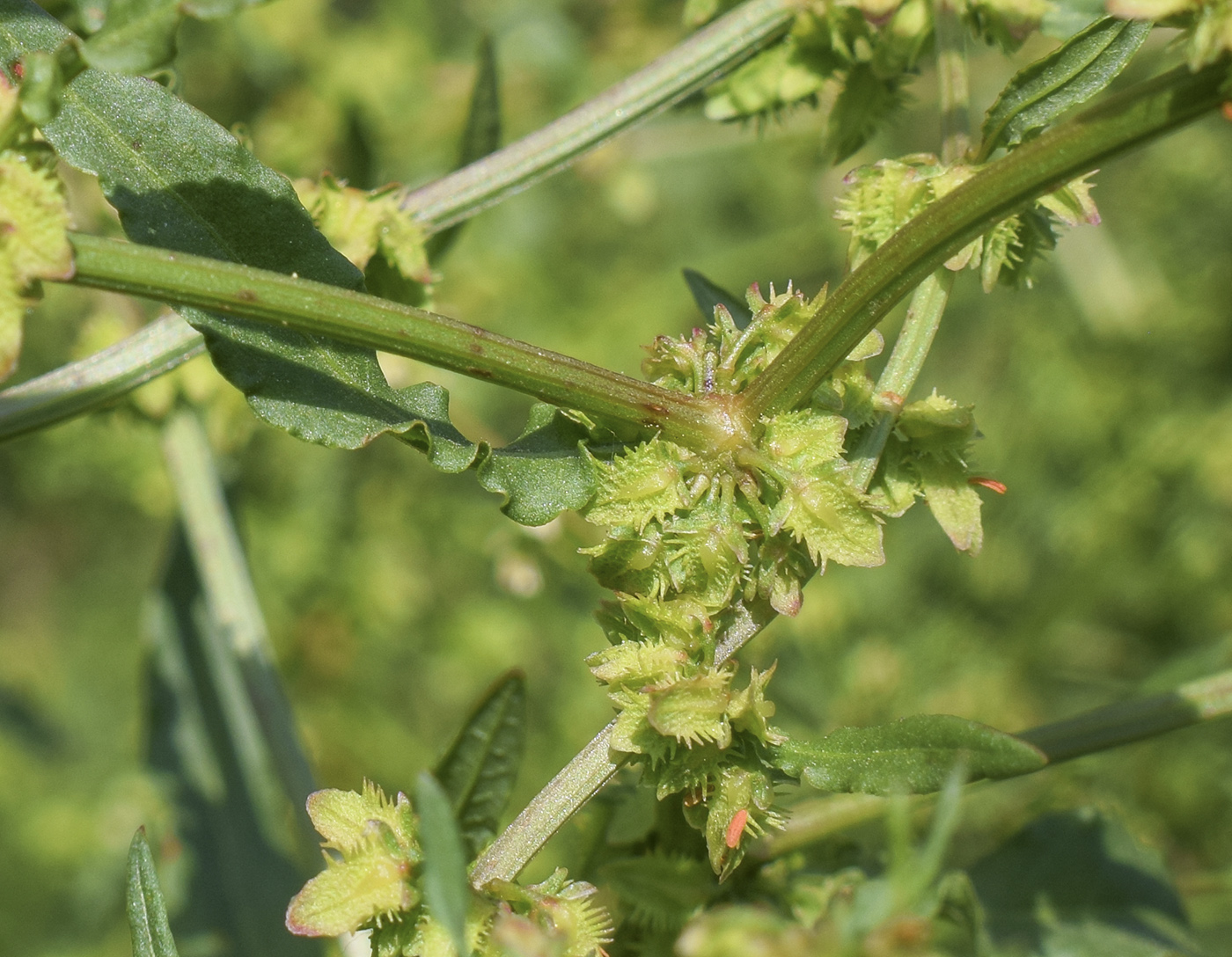 Image of Rumex pulcher specimen.