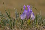 род Iris. Цветущее растение с обгрызенными листьями. Забайкальский край, Ононский р-н, с. Ниж. Цасучей, степь. 24.05.2025.