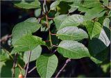 Cerasus vulgaris