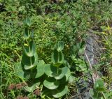 Hylotelephium caucasicum