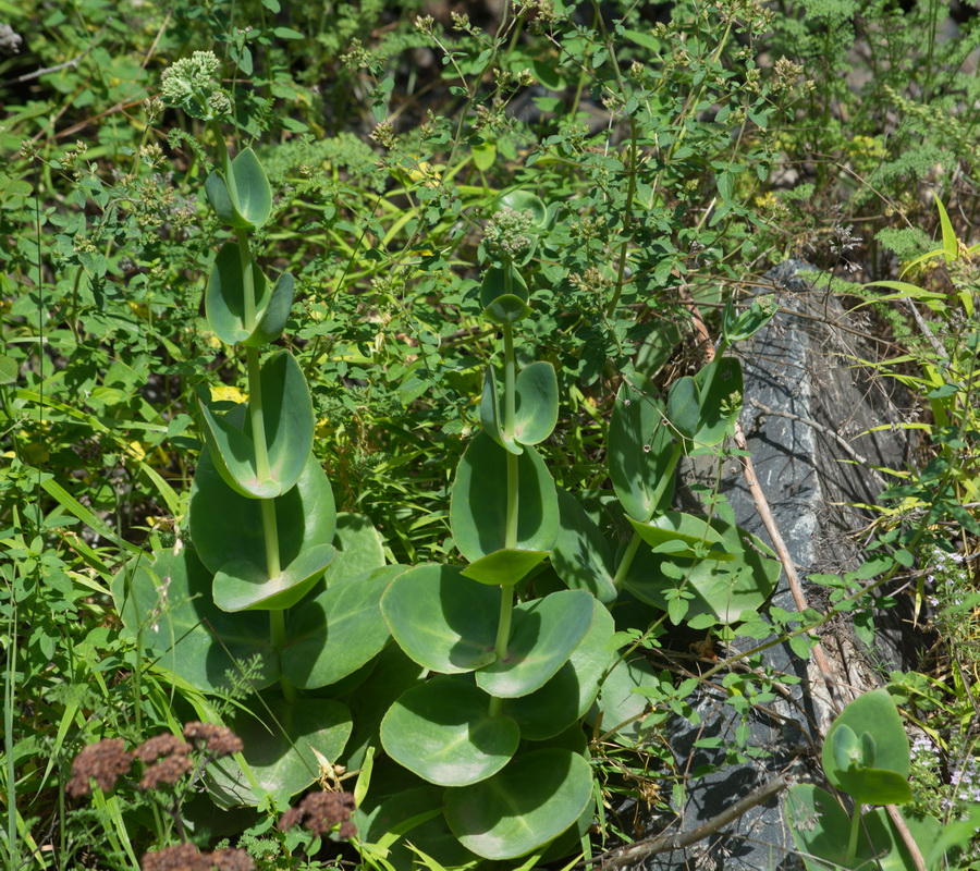 Изображение особи Hylotelephium caucasicum.