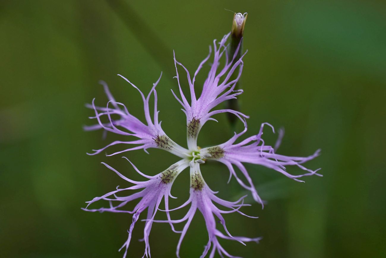 Изображение особи Dianthus superbus.