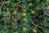 Peganum multisectum