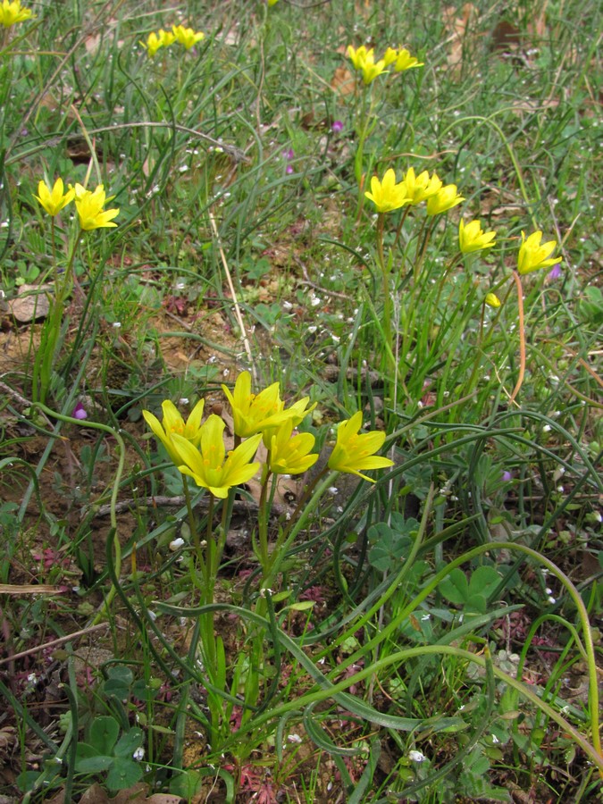 Изображение особи Gagea chrysantha.