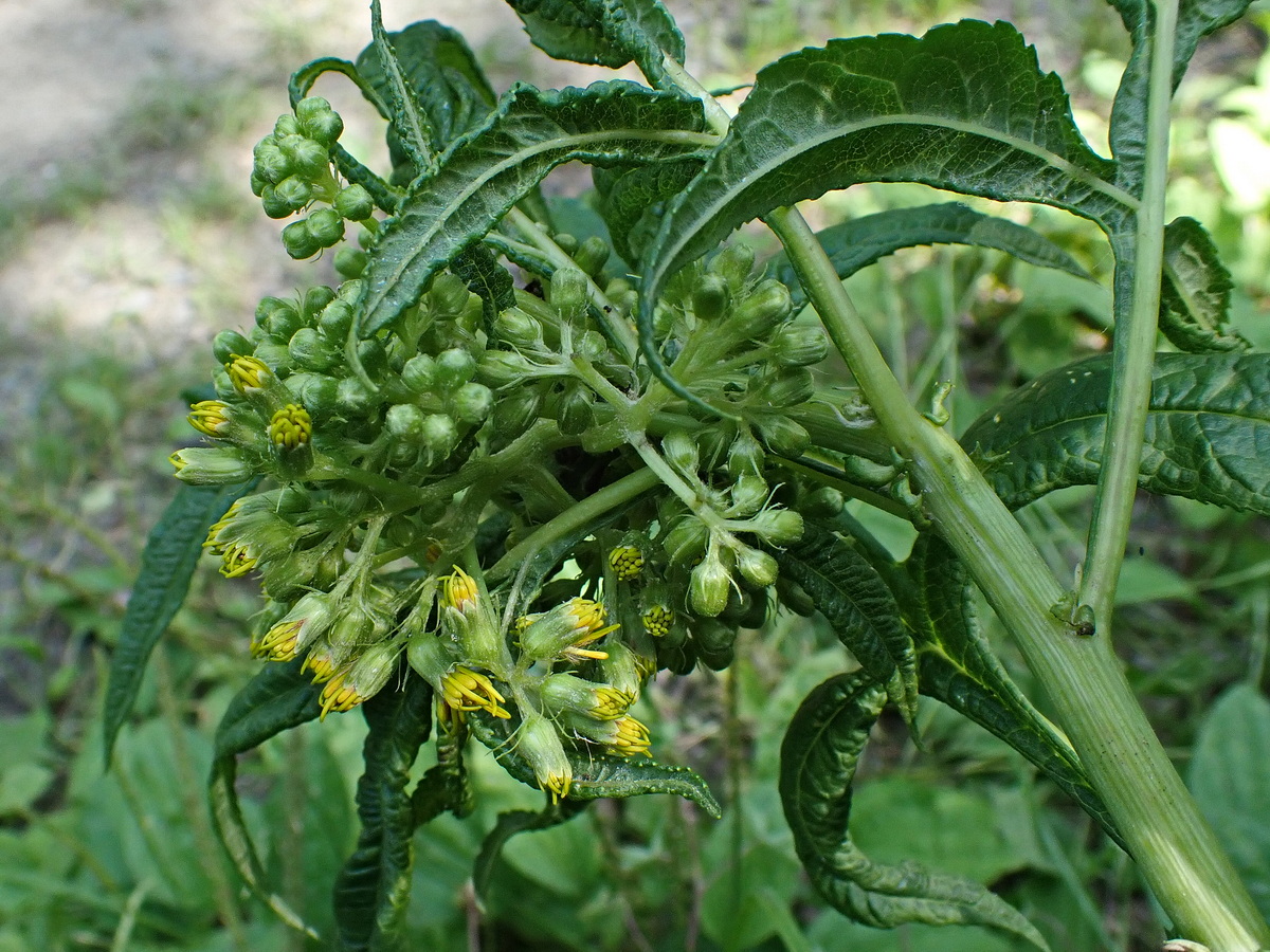 Изображение особи Senecio cannabifolius.