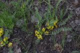 род Astragalus. Цветущее растение. Турция, ил Битлис, кальдера Немрут, перешеек между оз. Немрут и оз. Ылы, лес (осина). 21 мая 2025 г.