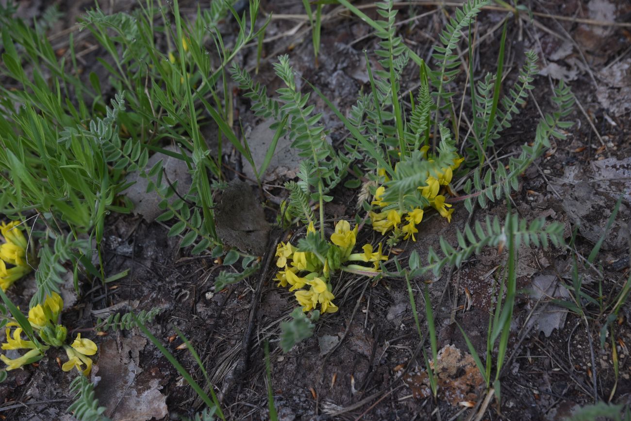 Image of genus Astragalus specimen.