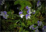 Veronica filiformis. Цветки. Московская обл., Раменский р-н, окр. дер. Хрипань, садовый участок. 18.05.2025.