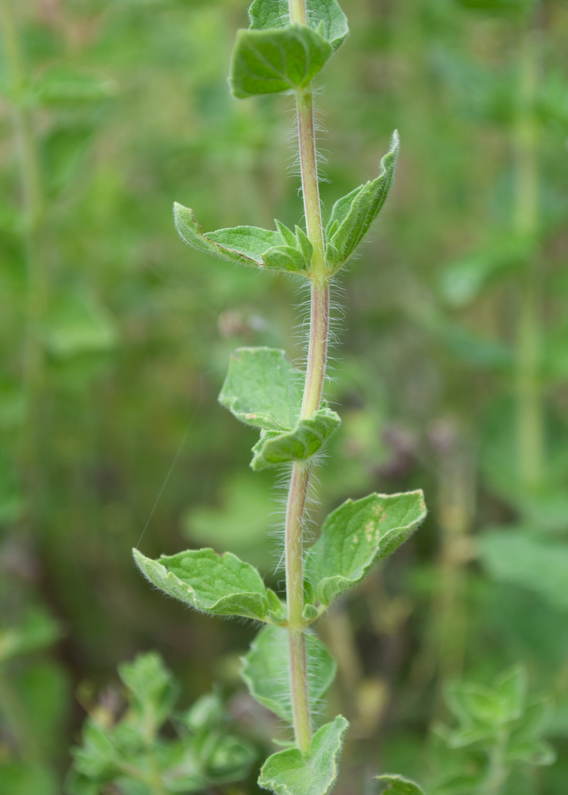 Image of Origanum onites specimen.