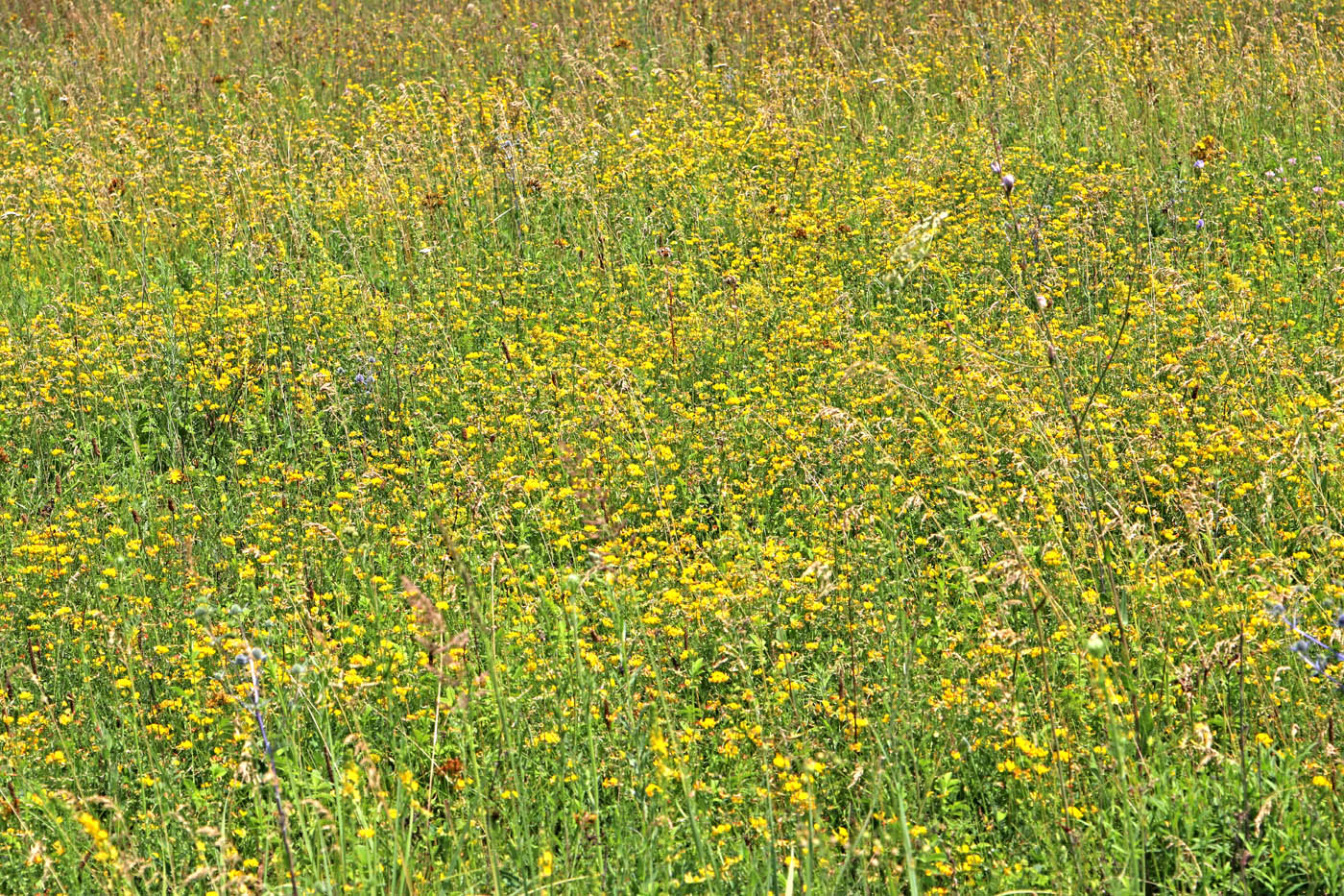 Image of Lotus corniculatus specimen.