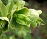 Helleborus foetidus