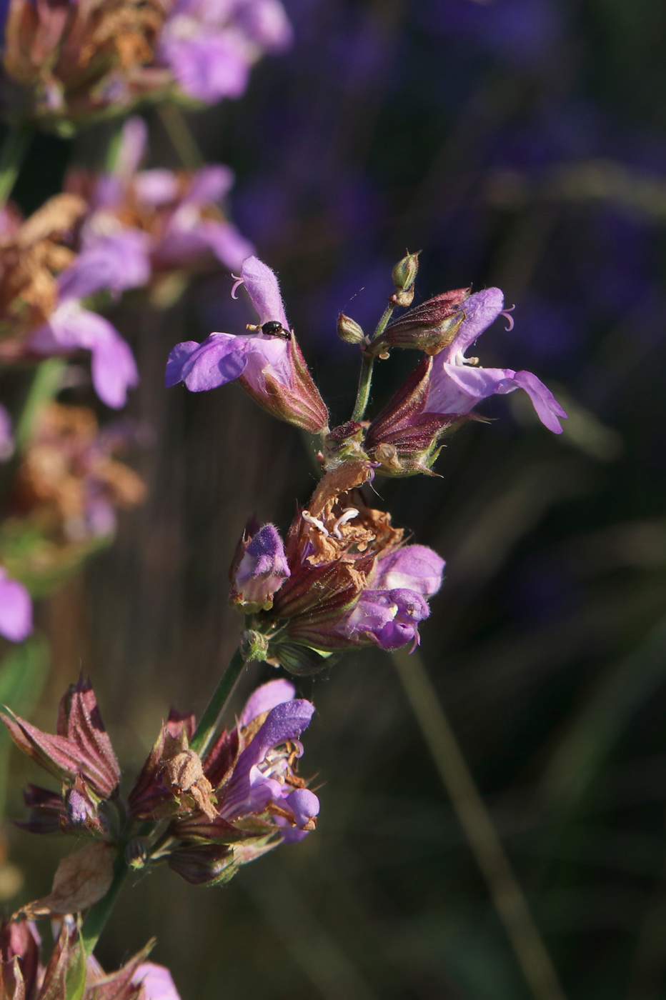 Image of Salvia officinalis specimen.