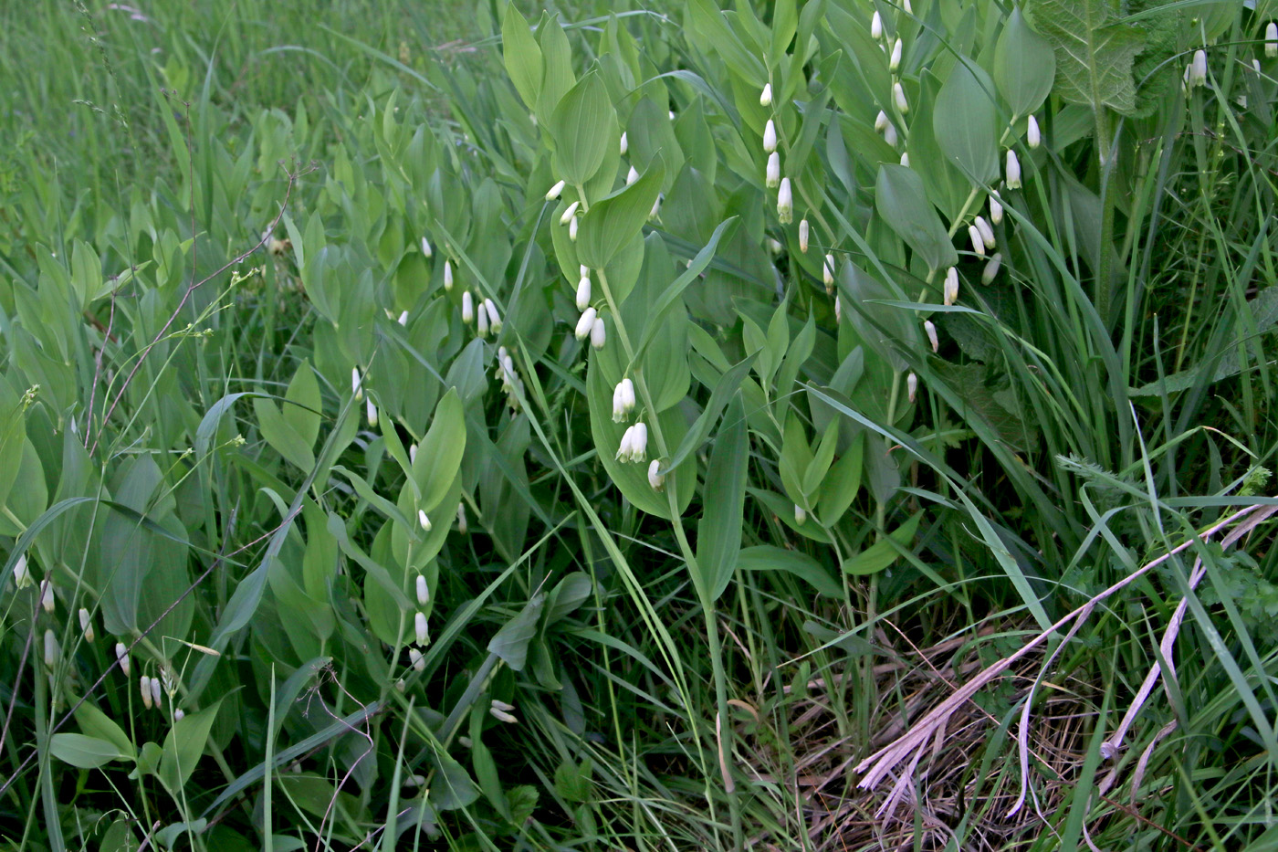 Изображение особи Polygonatum odoratum.