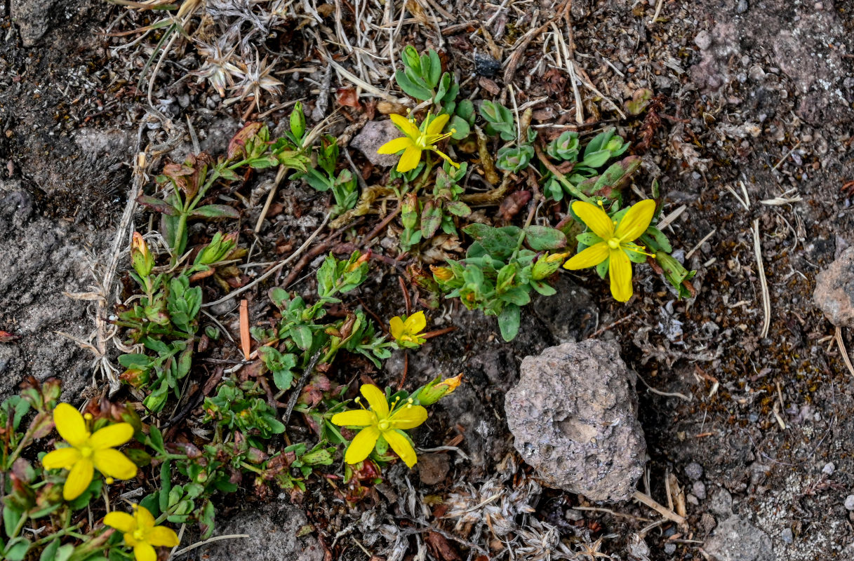 Image of Hypericum humifusum specimen.