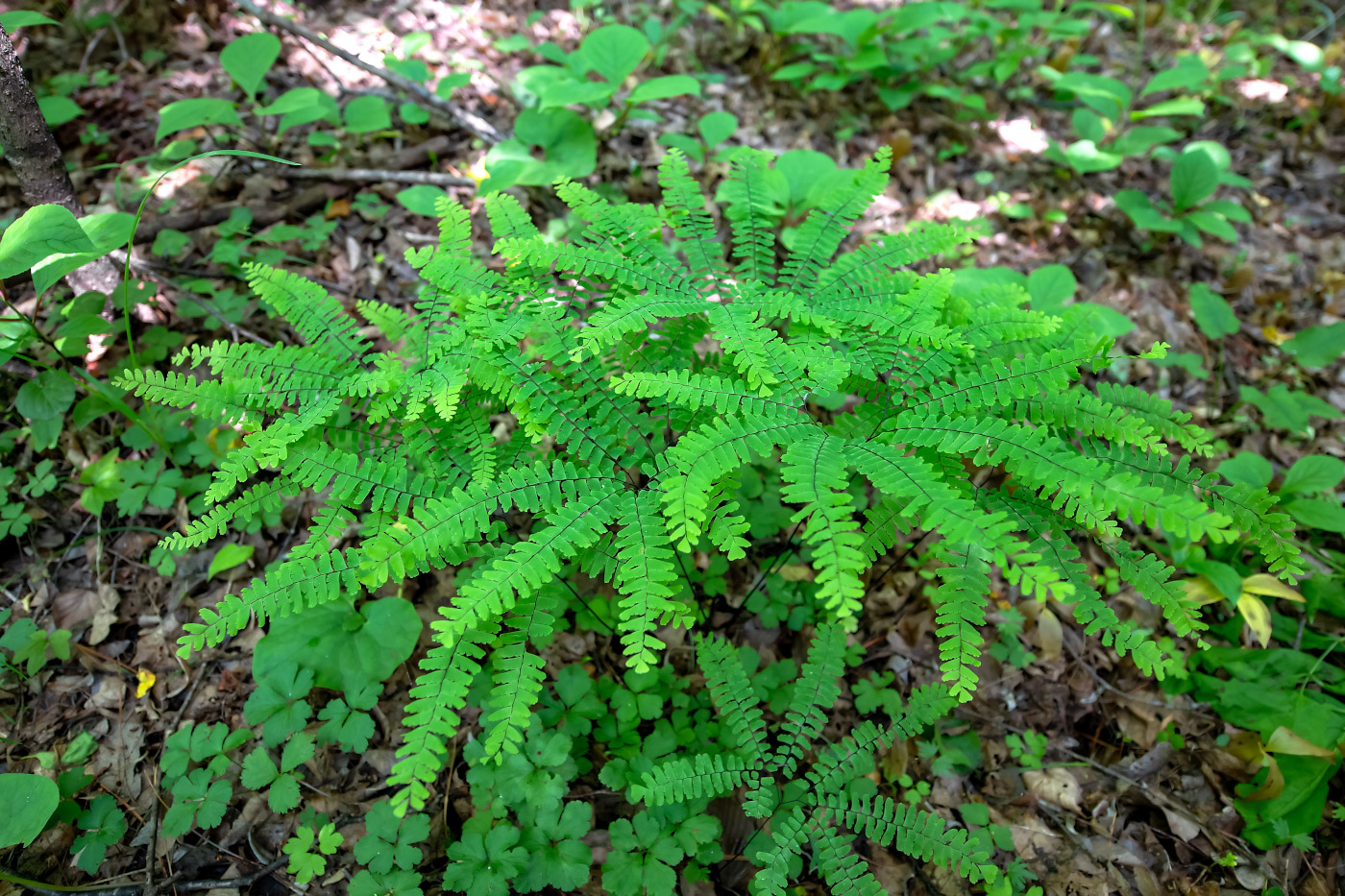 Изображение особи Adiantum pedatum.
