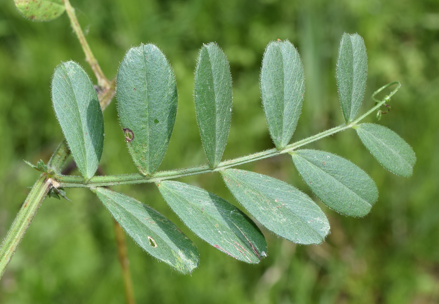 Изображение особи Vicia angustifolia.