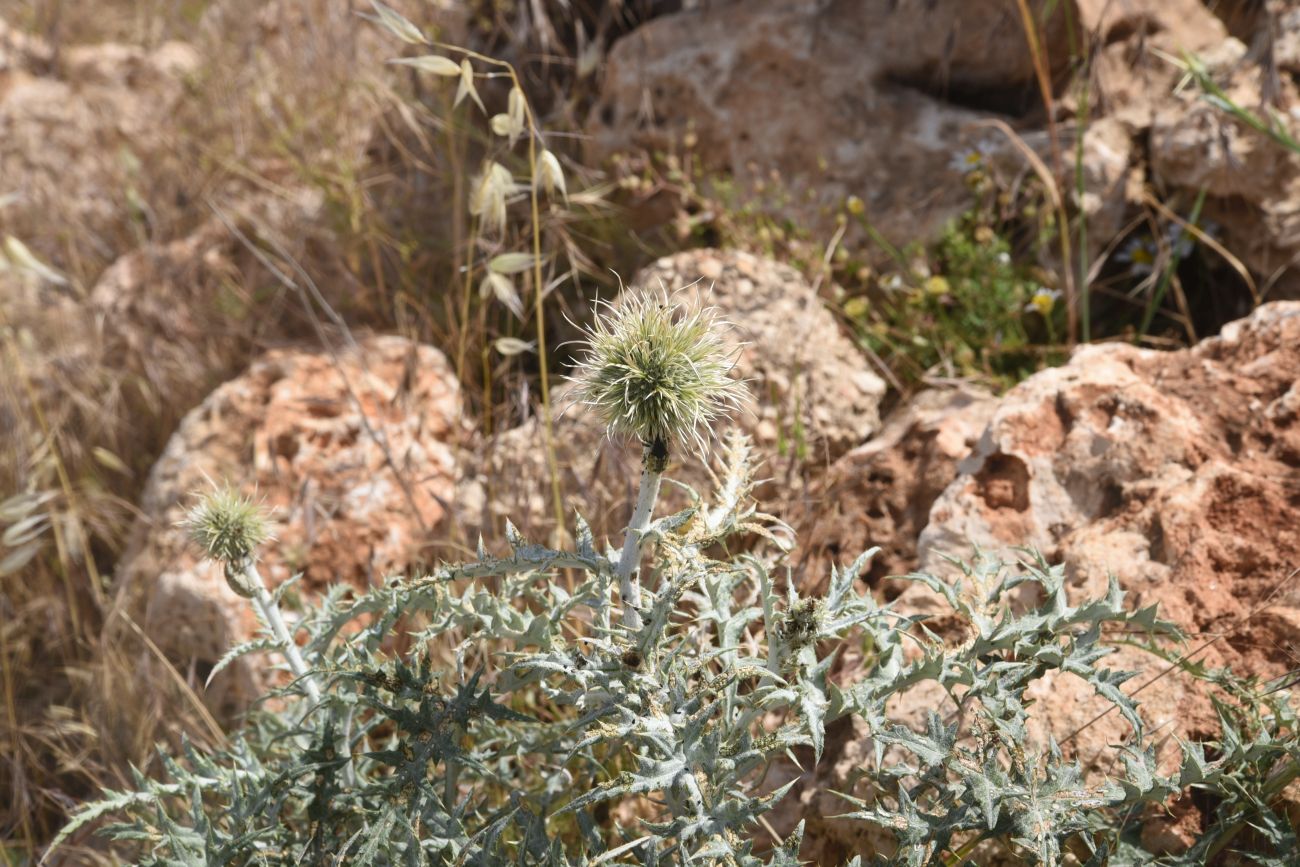Image of genus Echinops specimen.