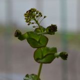 Lepidium perfoliatum. Верхушка расцветающего растения. Астрахань, на пустыре. 23.04.2011.