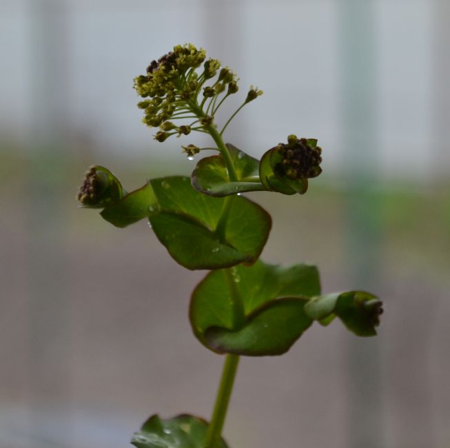 Изображение особи Lepidium perfoliatum.