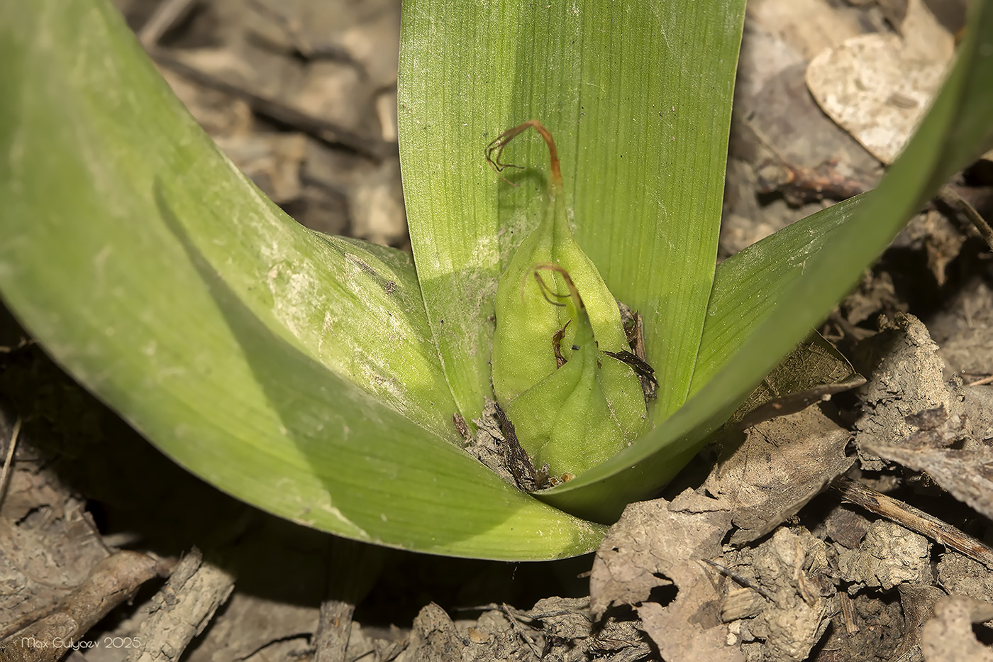 Image of Colchicum umbrosum specimen.