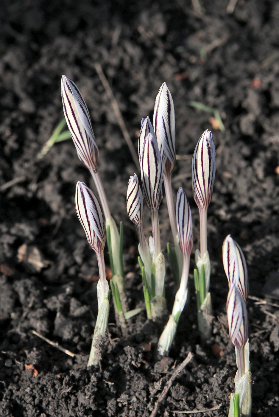 Image of Crocus reticulatus specimen.