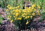 Crepis tectorum