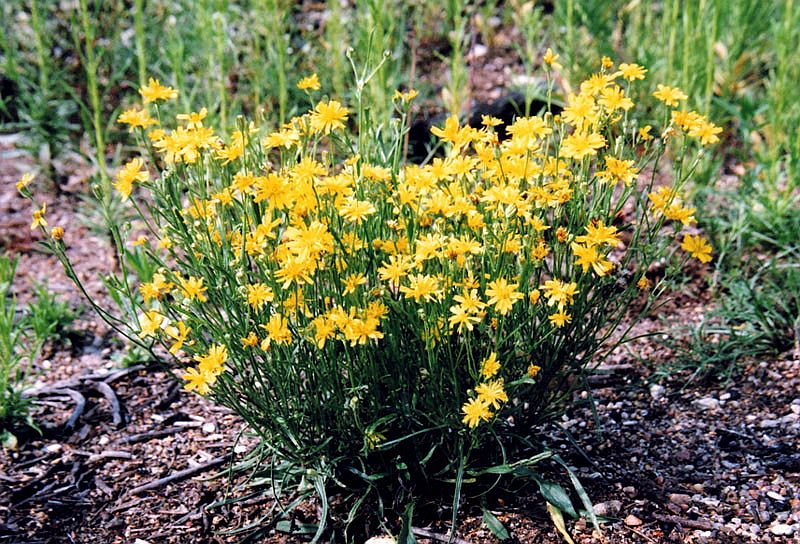 Изображение особи Crepis tectorum.