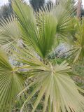 Washingtonia robusta