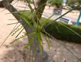 Parkinsonia aculeata