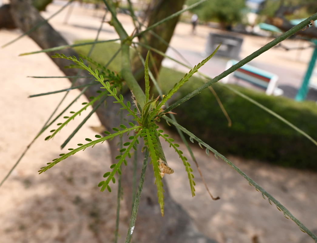 Image of Parkinsonia aculeata specimen.