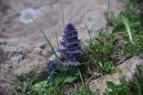 Ajuga orientalis. Цветущее растение. Грузия, край Самцхе-Джавахети, Ниноцминдский муниципалитет, окр. с. Гандзани, луг. 7 июня 2026 г.