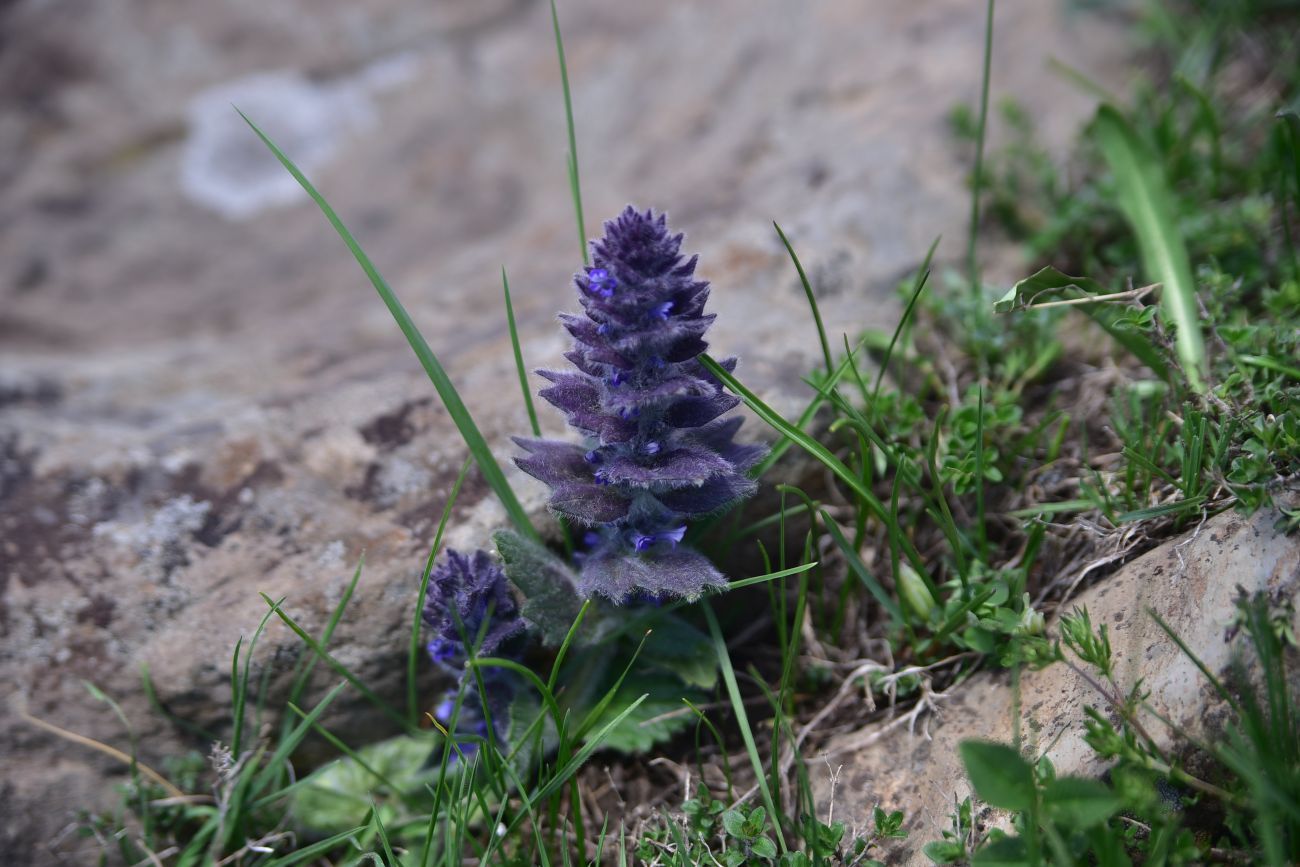 Изображение особи Ajuga orientalis.