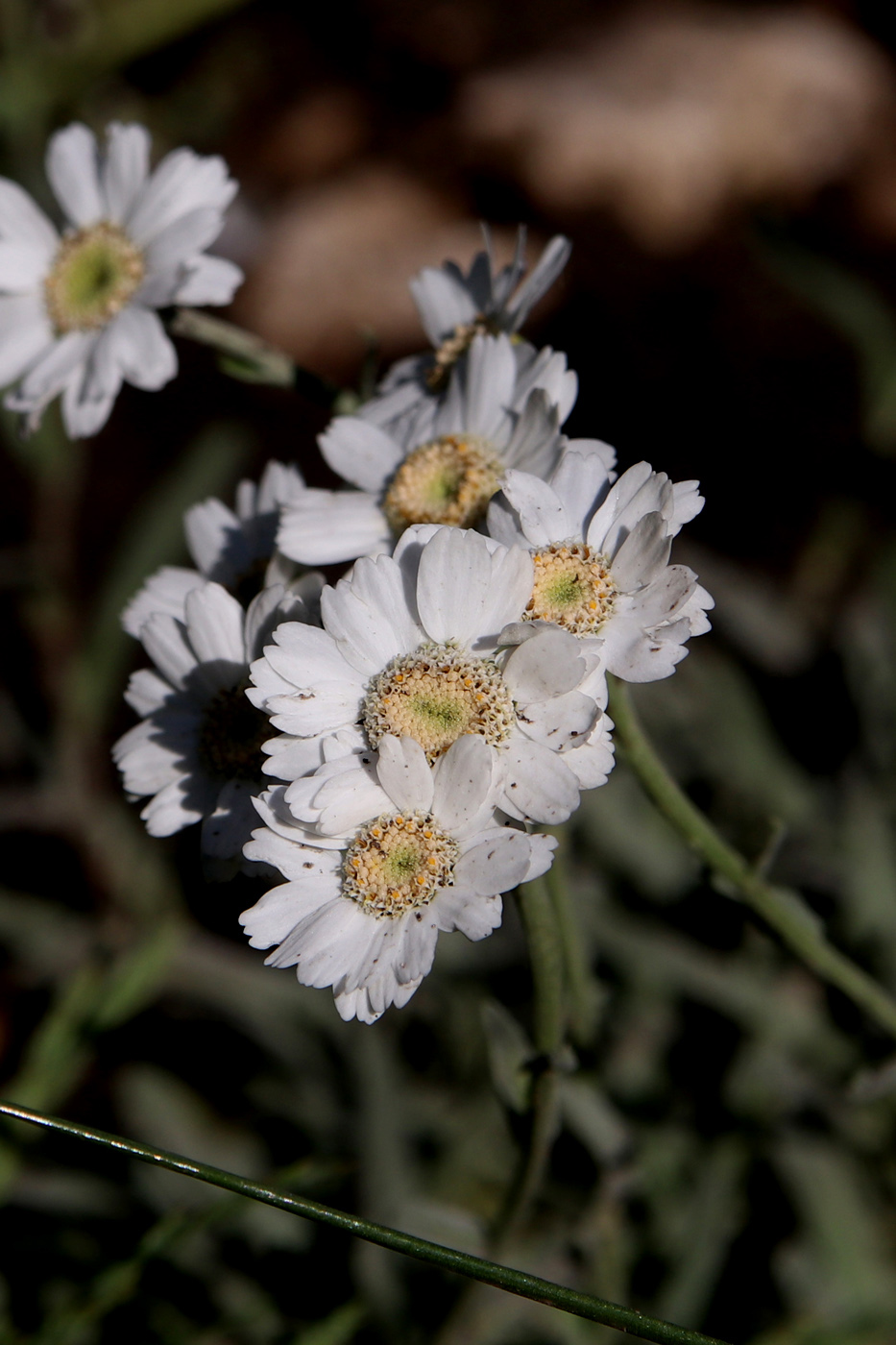 Image of Achillea ageratifolia specimen.