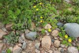 Glaux maritima. Цветущие растения в сообществе с цветущей и плодоносящей Potentilla anserina, Vicia cracca и Juncus gerardi. Ленинградская обл., Ломоносовский р-н, окр. Шепелёвского маяка; п-ов Каравалдай, берег Финского залива, каменистая проплешина среди приморского луга рядом с маршем. 12.06.2026.