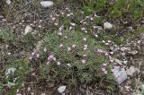 Acantholimon alatavicum