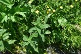 Mentha longifolia. Верхушки вегетирующих растений. Грузия, край Самцхе-Джавахети, Ахалцихский муниципалитет, 80 м от водопада Чанчкери, луг, берег отводного канала. 10 июня 2026 г.