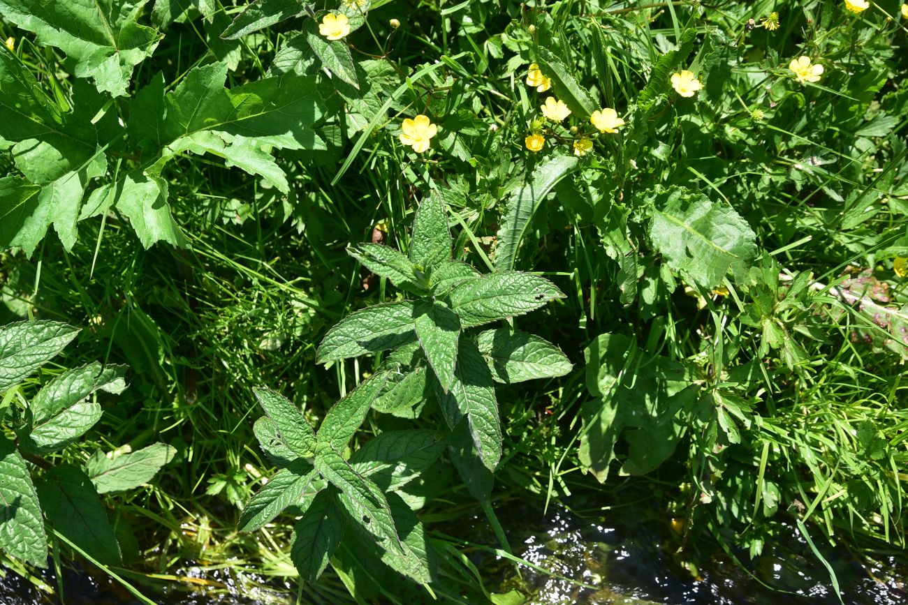 Изображение особи Mentha longifolia.