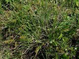 Carex laevissima. Плодоносящее растение. Хабаровский край, окр. г. Комсомольск-на-Амуре, просека ЛЭП. 14.06.2026.