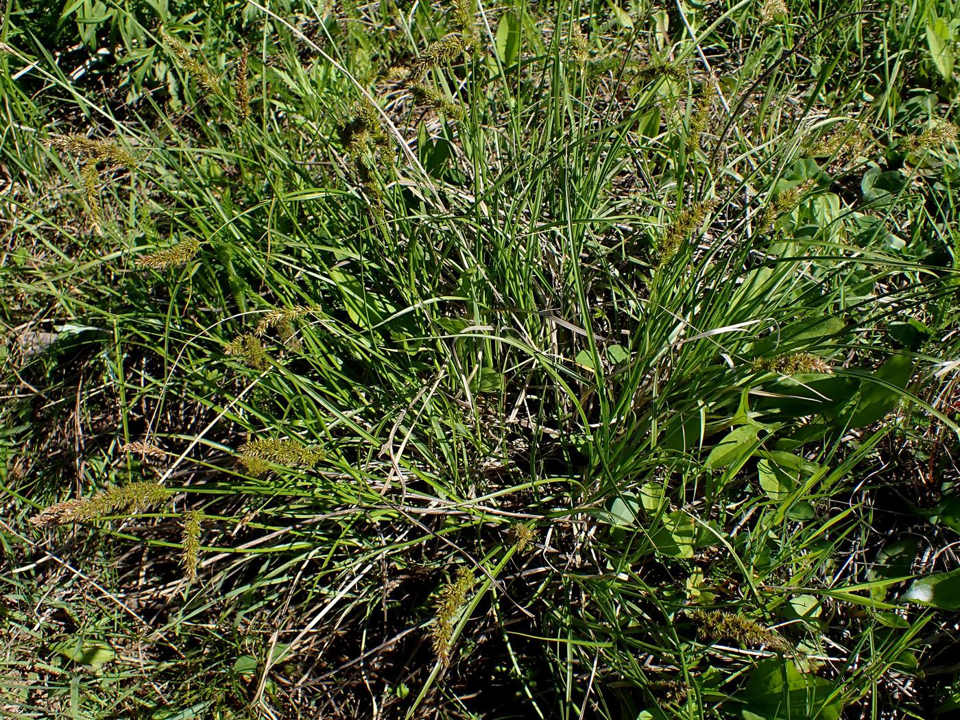 Image of Carex laevissima specimen.