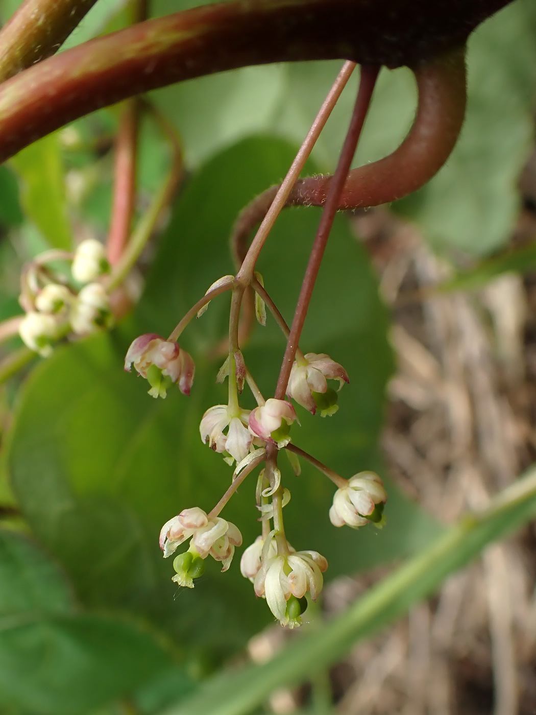 Изображение особи Menispermum dauricum.