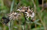 Centaurea scabiosa. Раскрывшиеся соплодия. Московская обл., гор. округ Домодедово, низовья р. Пахра, луговой склон. 30.08.2026.