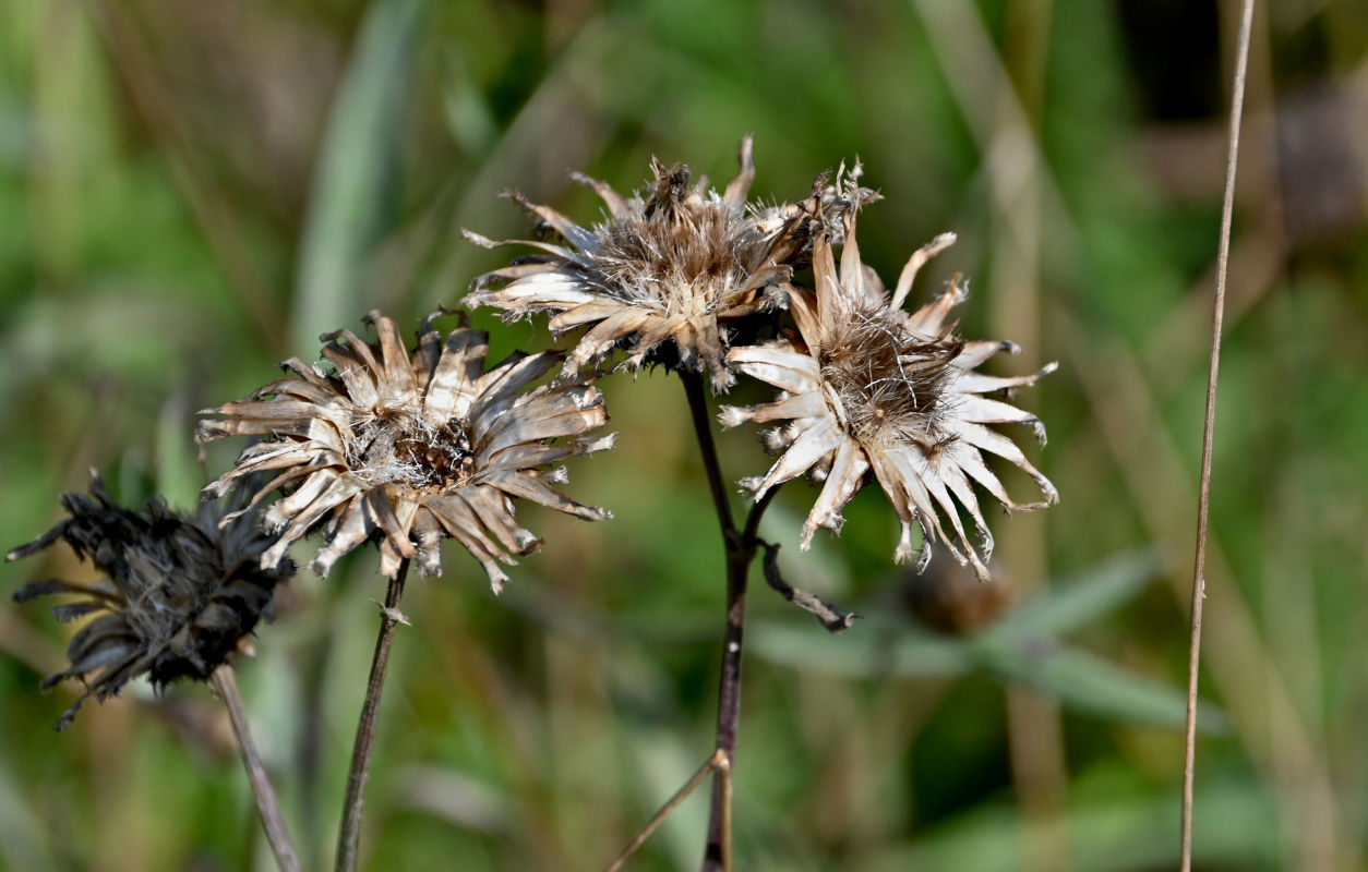 Image of Centaurea scabiosa specimen.
