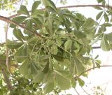 Adansonia digitata