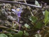 Cymbalaria muralis. Цветок и листья. Испания, Каталония, пров. Жирона, комарка Баш Эмпорда, муниципалитет Калонже, в трещинах каменного забора. 11.04.2026.
