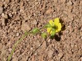 genus Helianthemum. Верхушка цветущего растения. Турция, ил Артвин, окр. храма Отхта, луг. 13 июня 2026 г.