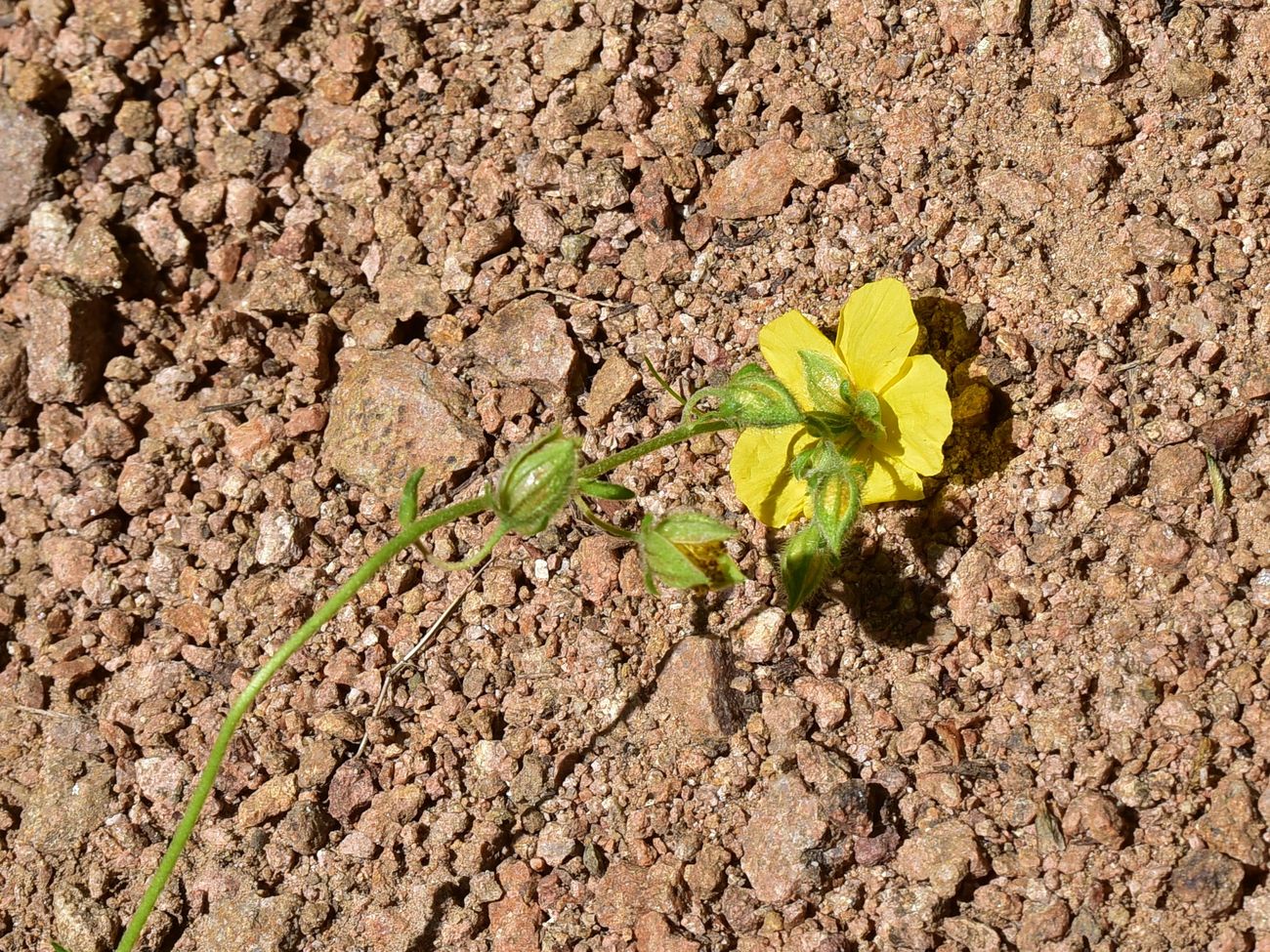Image of genus Helianthemum specimen.